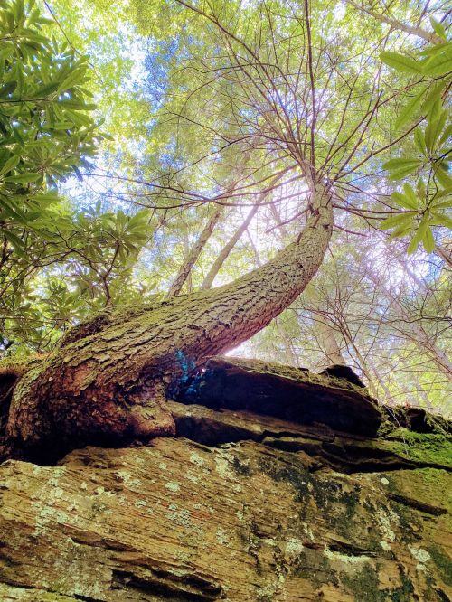 A tall tree leans over a rocky ledge, surrounded by lush green foliage and bright sunlight filtering through the leaves.