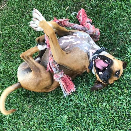 A playful dog rolls on the grass, tangled in a rope toy, with its tongue out and a joyful expression.