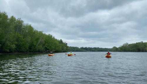 Three kayakers paddle on a calm river surrounded by lush green trees under a cloudy sky.