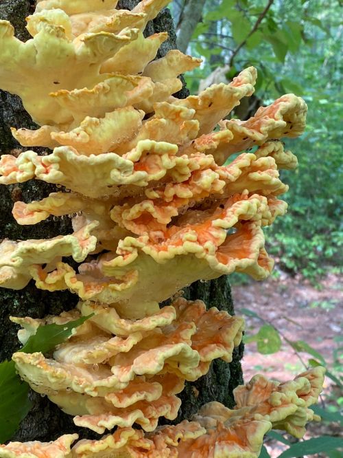A cluster of vibrant, ruffled orange and yellow mushrooms growing on a tree trunk in a forested area.
