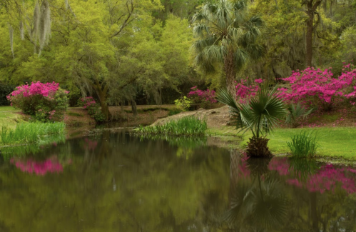A serene pond surrounded by lush greenery and vibrant pink flowers reflecting in the water.