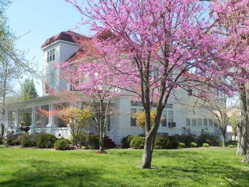 A large white house surrounded by vibrant pink flowering trees and lush green grass on a sunny day.