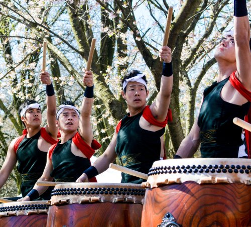 A group of four drummers in traditional attire performing with drums under blooming trees.