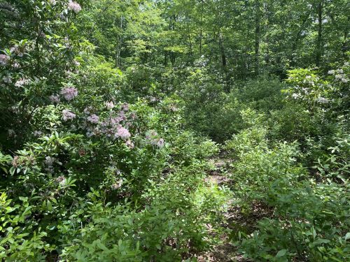 A lush green forest path surrounded by blooming bushes and trees, creating a serene natural setting.