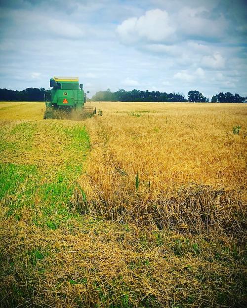 A green combine harvester working in a golden field under a cloudy sky, with cut straw visible on the ground.