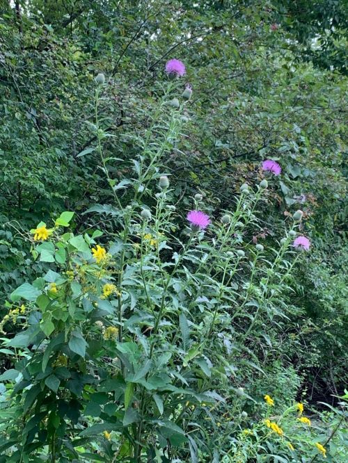 Tall green plants with purple thistle flowers and yellow blooms, surrounded by lush greenery.