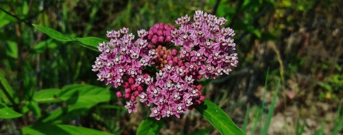 A cluster of pink and purple flowers with small white accents, surrounded by green leaves in a natural setting.