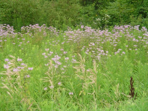 A lush field filled with purple wildflowers and green grasses, surrounded by dense greenery.