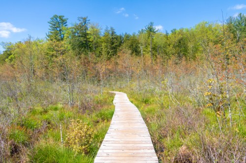 A wooden boardwalk winding through a lush, green wetland with trees and blue sky in the background.