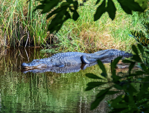 A large alligator resting in calm water, surrounded by lush green vegetation.