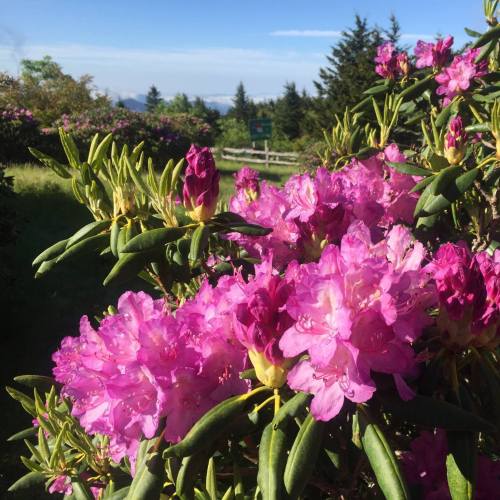 A vibrant cluster of pink rhododendron flowers against a backdrop of green foliage and a clear blue sky.