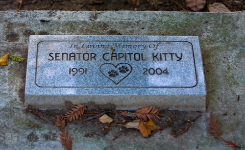 A gravestone reading "In Loving Memory Of SENATOR CAPITOL KITTY 1991 2004" with paw prints and a heart design.