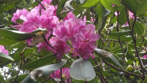 Vibrant pink rhododendron flowers surrounded by green leaves in a natural setting.