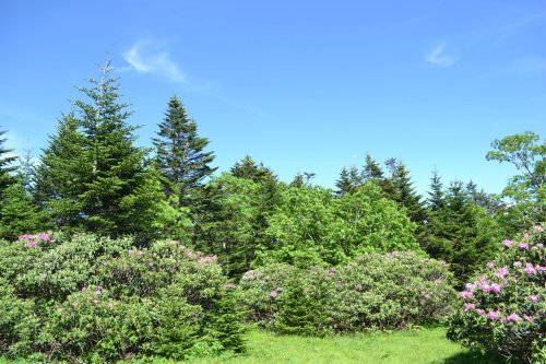 Lush green trees and blooming rhododendrons under a clear blue sky.
