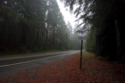A foggy road lined with tall trees, featuring a sign for Route 101 North.