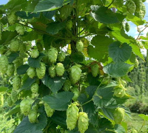 Close-up of green hop cones growing on a vine, surrounded by lush green leaves against a bright blue sky.