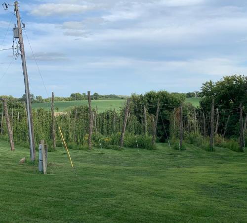 A grassy field with tall poles supporting climbing plants, set against a backdrop of green hills and a cloudy sky.