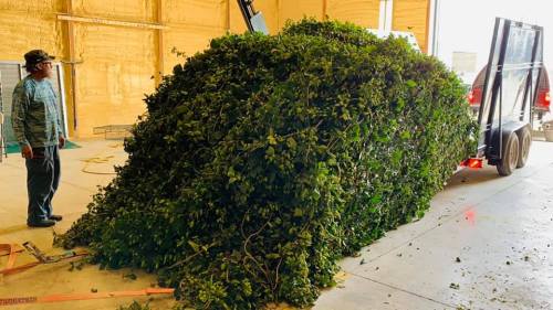 A person stands next to a large pile of green foliage in a warehouse, with a trailer in the background.