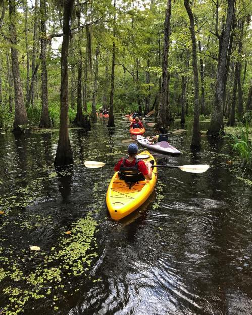 A group of kayakers paddles through a lush, green swamp with cypress trees and calm waters.