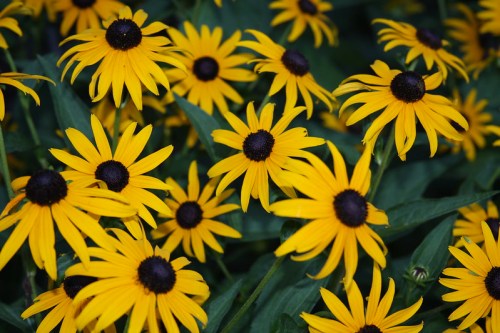 A vibrant display of yellow flowers with dark centers, surrounded by green leaves.