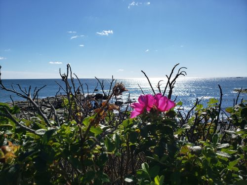 A vibrant pink flower stands out among branches, with a sparkling ocean and blue sky in the background.
