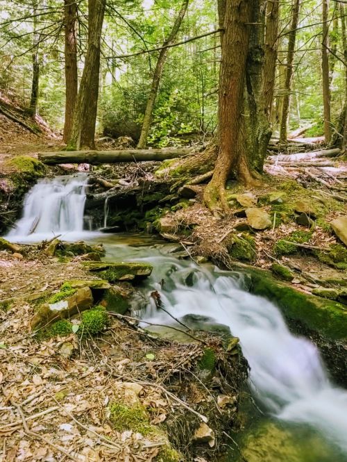 A serene forest scene featuring a flowing stream, moss-covered rocks, and lush green trees.