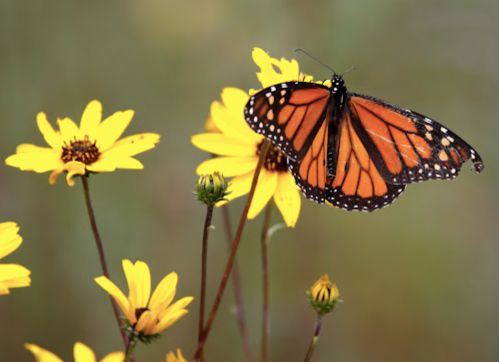 A vibrant monarch butterfly perched on bright yellow flowers in a natural setting.