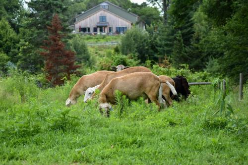 A group of cows grazing in a lush green field, with a large building and trees in the background.