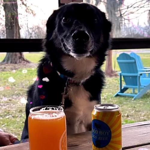 A black and white dog sits at a table with a glass of orange drink and a can of dog beer beside it.