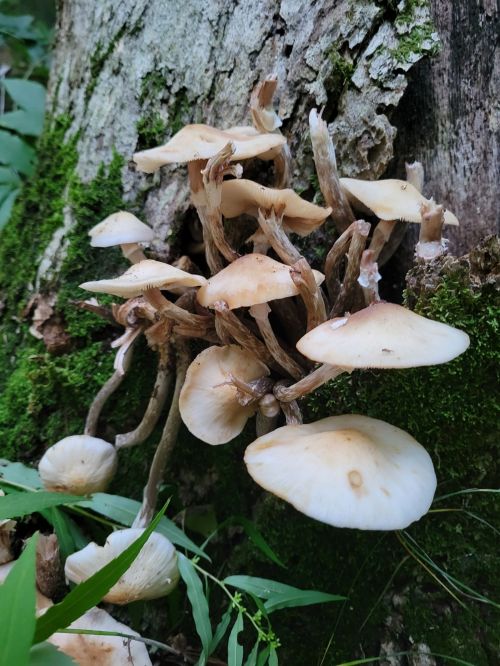 Cluster of light brown mushrooms growing on a moss-covered tree trunk in a lush green forest.