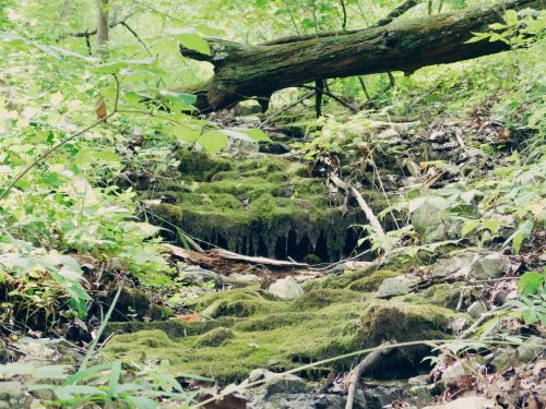 A serene forest scene featuring a moss-covered stream surrounded by lush greenery and fallen branches.