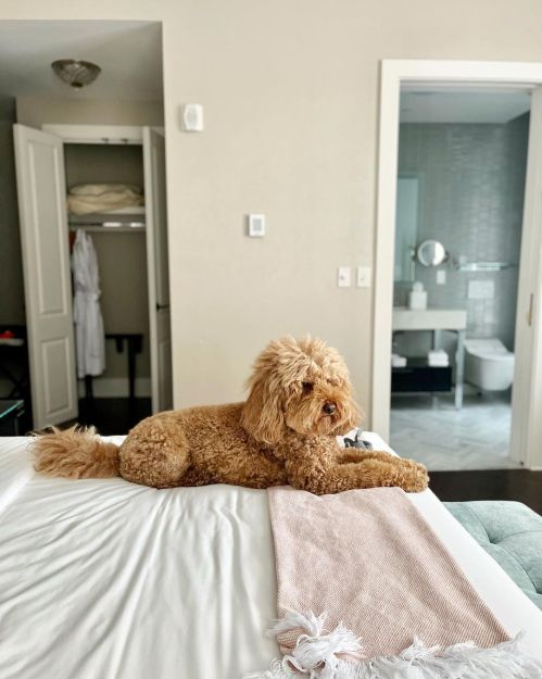 A fluffy dog lounging on a bed with a cozy blanket, in a bright room with an open closet and bathroom visible.