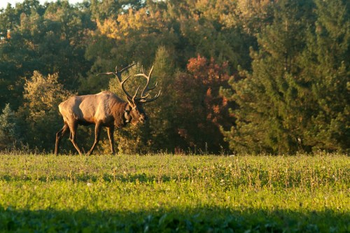 A majestic elk walks through a grassy field, surrounded by trees with autumn foliage.