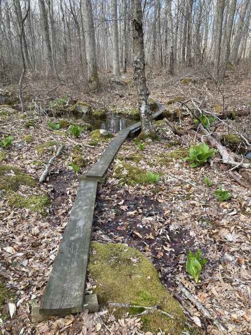 A wooden path winding through a forest with sparse vegetation and a cloudy sky above.