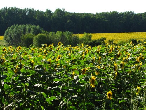 A vibrant field of sunflowers stretches towards a green forest and a distant yellow flowered field under a clear sky.