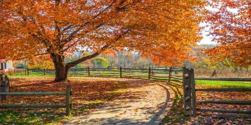 A scenic path winding through a vibrant autumn landscape with a large orange tree and a wooden fence.