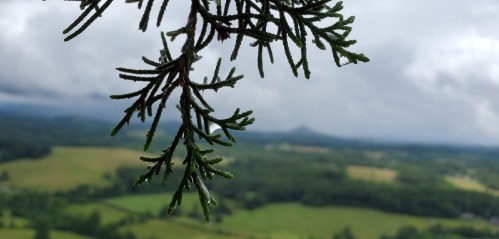 Close-up of evergreen branches with a blurred green landscape and cloudy sky in the background.