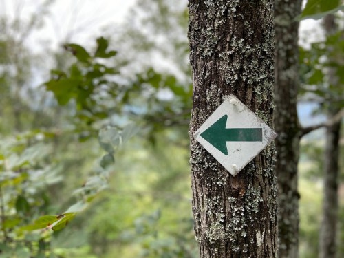 A green arrow sign pointing left on a tree trunk, surrounded by lush greenery and blurred background.