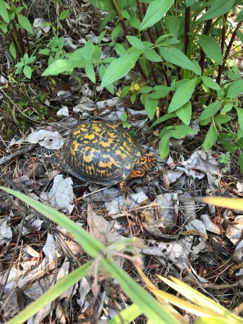 A turtle with a patterned shell rests among leaves and green plants in a natural setting.