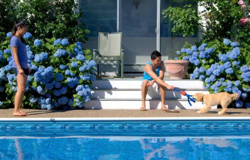 A boy plays with a golden retriever by a pool, while a girl watches, surrounded by blooming blue hydrangeas.