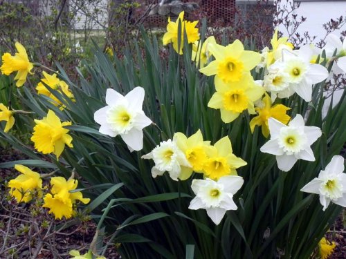 A vibrant cluster of yellow and white daffodils blooming among green leaves in a garden.