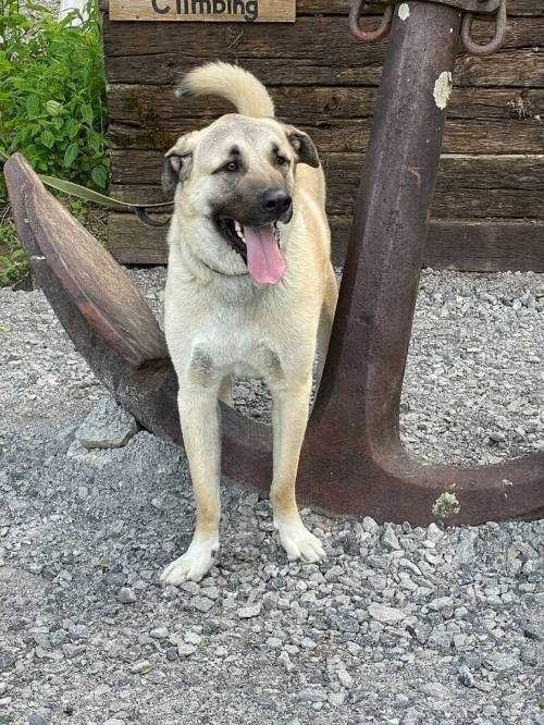 A light-colored dog stands beside a large anchor, with a playful expression and tongue out, on a gravel surface.