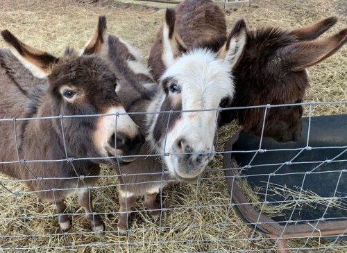 Three donkeys with varying fur colors peering through a wire fence, surrounded by straw.