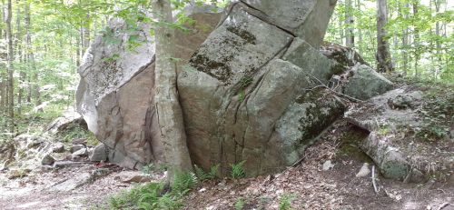 A large, moss-covered boulder beside a forest trail, surrounded by trees and ferns.