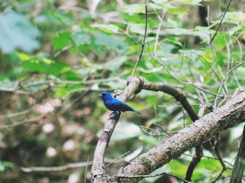A vibrant blue bird perched on a branch amidst lush green foliage.