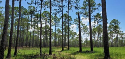 A sunny forest scene with tall pine trees and a grassy clearing under a blue sky with scattered clouds.
