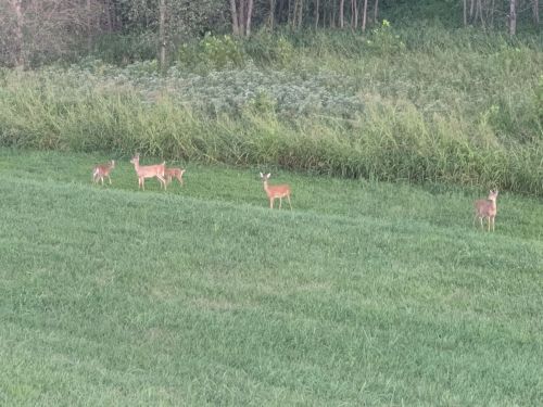 A group of five deer grazing in a grassy field near a wooded area.