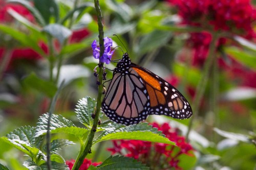 A monarch butterfly perched on a purple flower, surrounded by vibrant green leaves and red blooms.