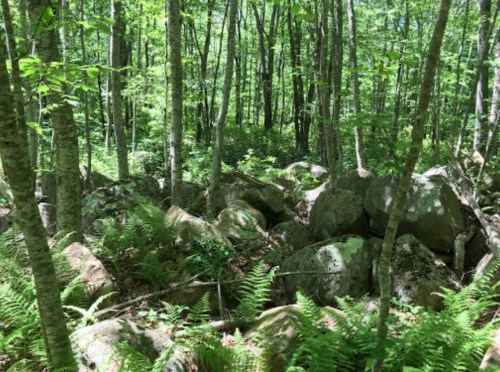 A lush green forest with tall trees and large rocks scattered among ferns on the forest floor.