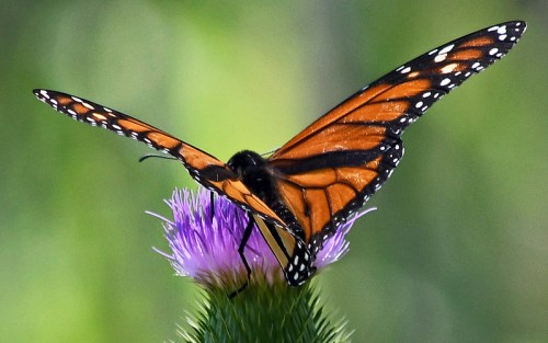 A close-up of a monarch butterfly perched on a purple thistle flower, showcasing its vibrant orange and black wings.